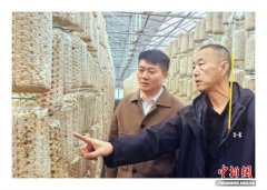 鹤岗煤城转型记：小小菌菇撑起万人就业民生梦
